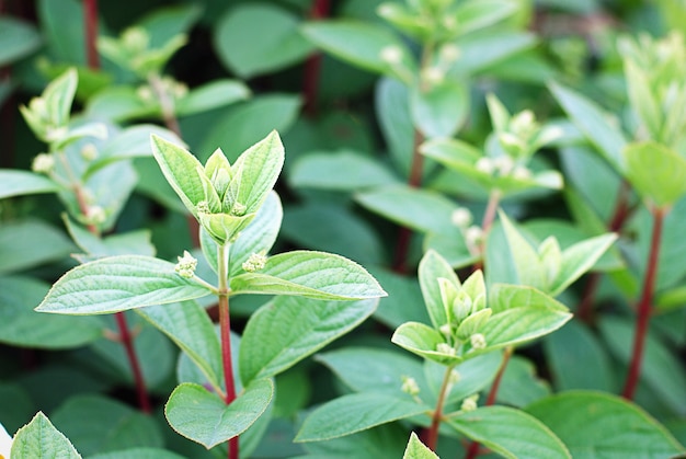 Germogli di ortensia verde con boccioli di fiori in giardino