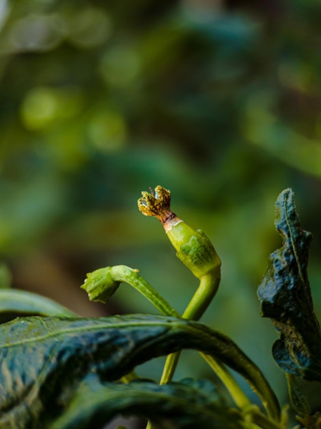 germogli di peperoncino macro