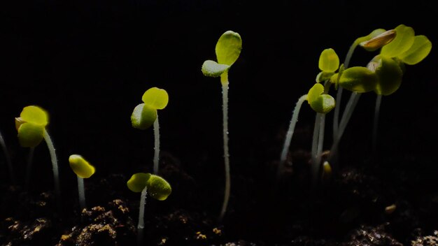 Germogli di piante giovani con foglie verdi su sfondo nero