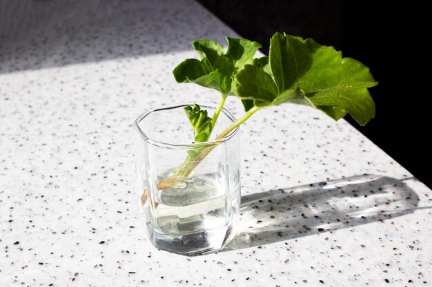 Germogli di piante in bicchiere d'acqua sul tavolo