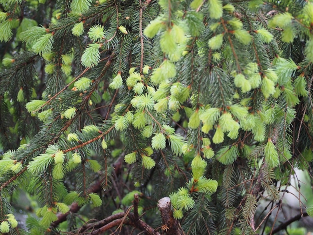 Germogli di pino in primavera