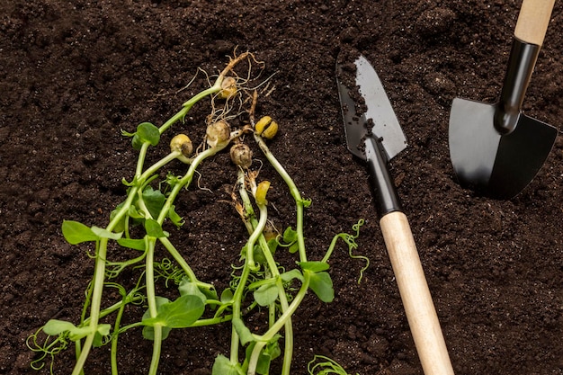 Germogli di piselli e attrezzi da giardino sul terreno