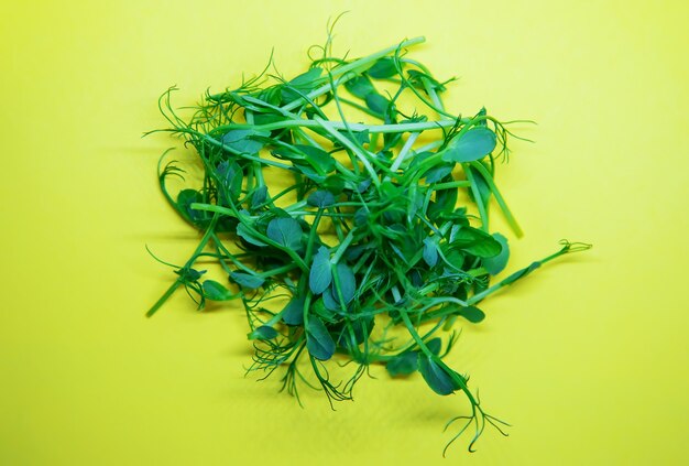 Germogli di piselli microgreen su sfondo bianco. Messa a fuoco selettiva. natura.