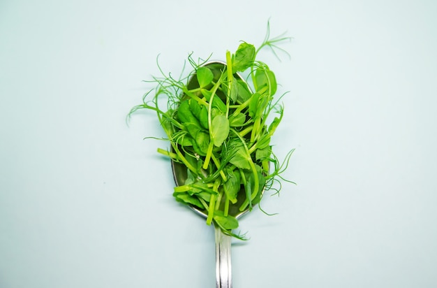 Germogli di piselli microgreen su sfondo bianco. Messa a fuoco selettiva. natura.