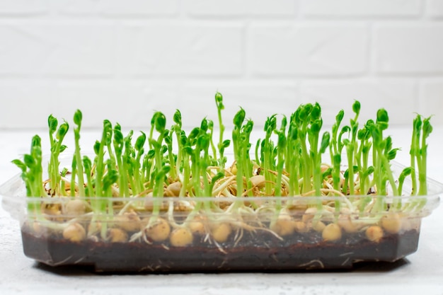 Germogli di piselli per una sana insalata Microgreens di piselli coltivati in un contenitore Il concetto di cibo vegano adeguato