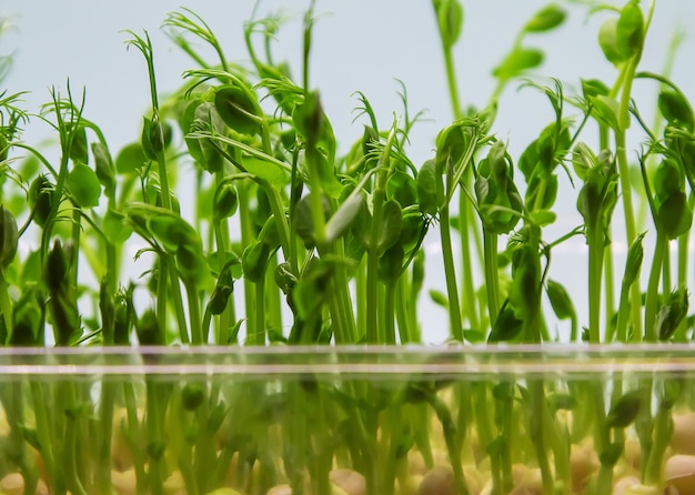 Germogli di pisello microgreen isolare su uno sfondo bianco. Messa a fuoco selettiva. natura.