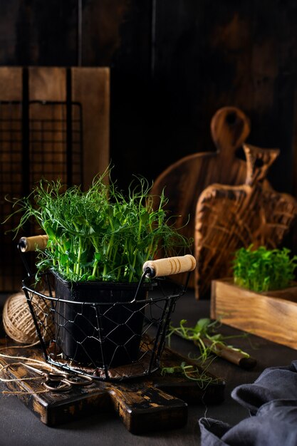 Germogli di pisello Microgreen sul vecchio tavolo in legno. Stile vintage. Vegano e mangiare sano concetto. Germogli in crescita.