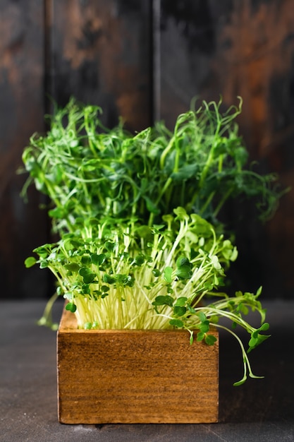 Germogli di pisello Microgreen sul vecchio tavolo in legno. Stile vintage. Vegano e mangiare sano concetto. Germogli in crescita.