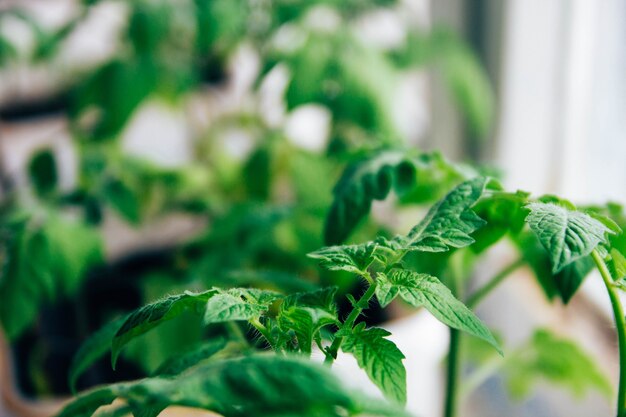 germogli di pomodoro in casa