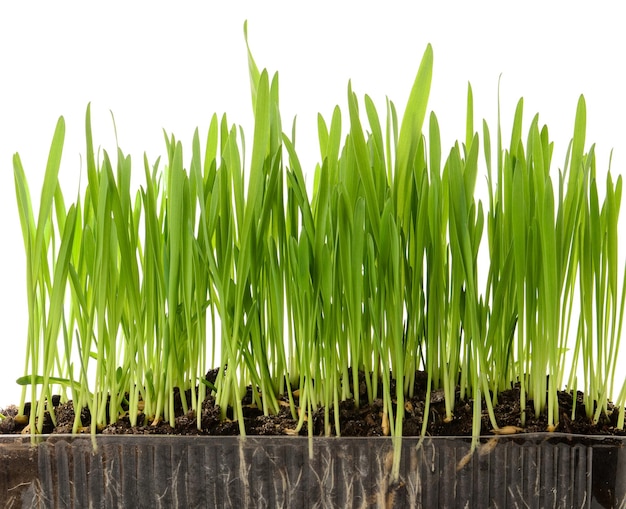 Germogli di primavera di erba di grano verde nel terreno isolato su sfondo bianco