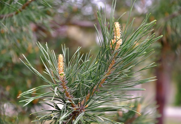 Germogli di primavera sulla punta dei rami di pino closeup lunghi aghi di aghi Natura pura della Siberia