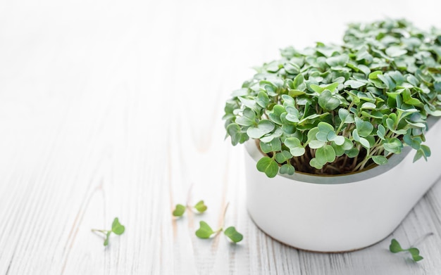 Germogli di ravanello microgreen che crescono a casa