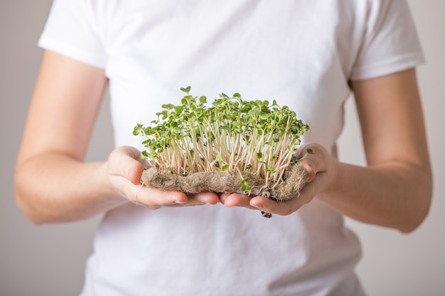 Germogli di ravanello Microgreen in mani femminili.