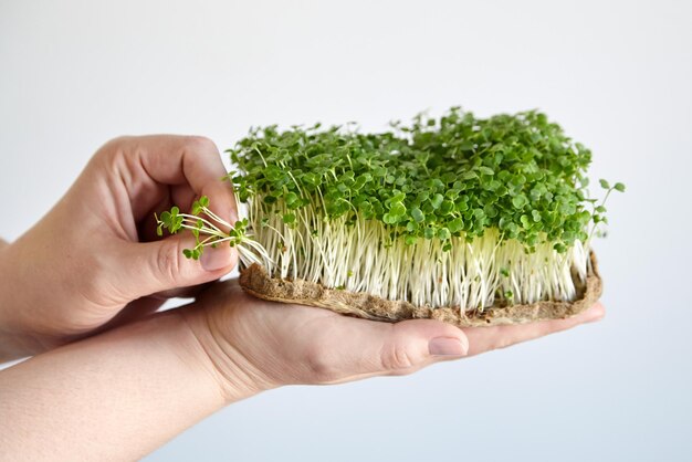 Germogli di rucola microgreen in mano femminile su sfondo grigio Orto micro verde in crescita