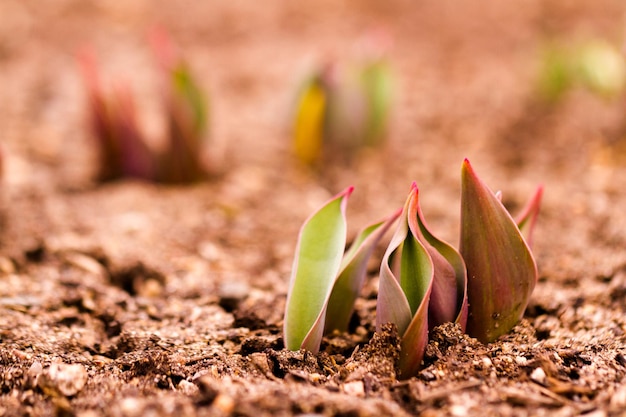 Germogli di tulipani che rompono il terreno primaverile.