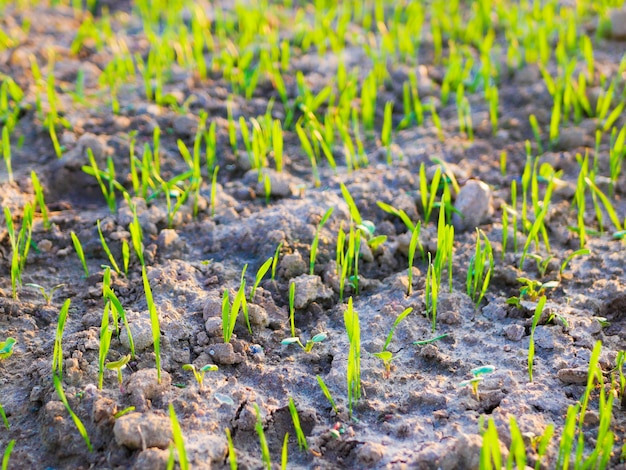 Germogli di un raccolto in un campo al tramonto. Giovani germogli sul campo al tramonto. Close-up di erba verde. Raccolta e concetto di agricoltura