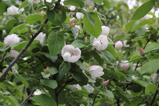 Germogli e fiori su un melo