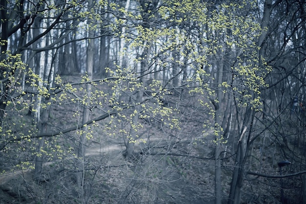 germogli e foglie su uno sfondo di primavera ramo di un albero