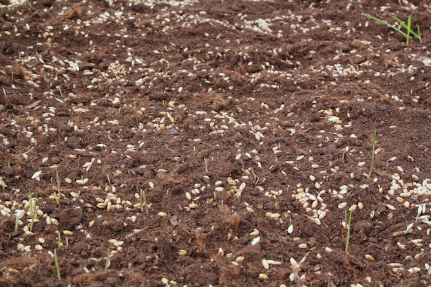 Germogli e semi di germe di grano germinati giovani nella terra del campo agricolo con colture Cereali di segale verde