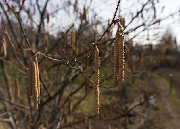 Germogli fioriti di nocciolo in primavera