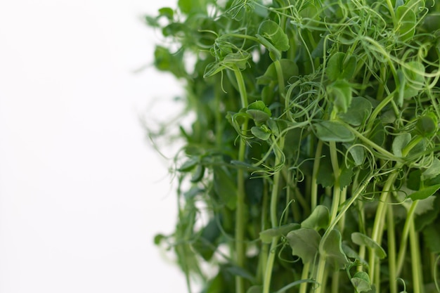 Germogli freschi del microgreen del pisello isolati su bianco