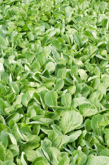 Germogli freschi di cavolo giovane preparati per l&#39;atterraggio nel campo. agricoltura, verdura