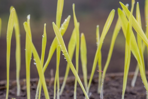 Germogli germogliati di orzo e grano nel terreno con radici Sfondo sfocato