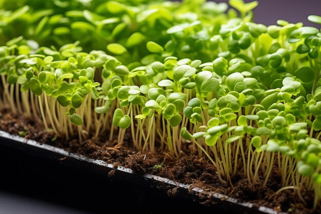 Germogli microgreen di piantine di girasole su sfondo nero