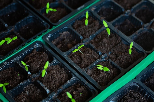 Germogli molto piccoli da semi di pomodoro germogliati in una pentola su un davanzale Profondità di campo poco profonda