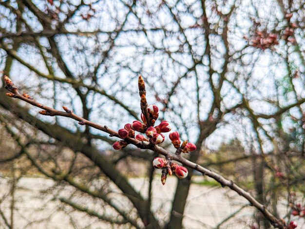 Germogli non coltivati dell'albero di albicocca in fiore all'inizio della primavera