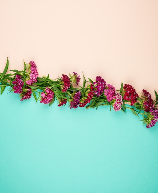 Germogli rossi che fioriscono Dianthus barbatus dei garofani turchi