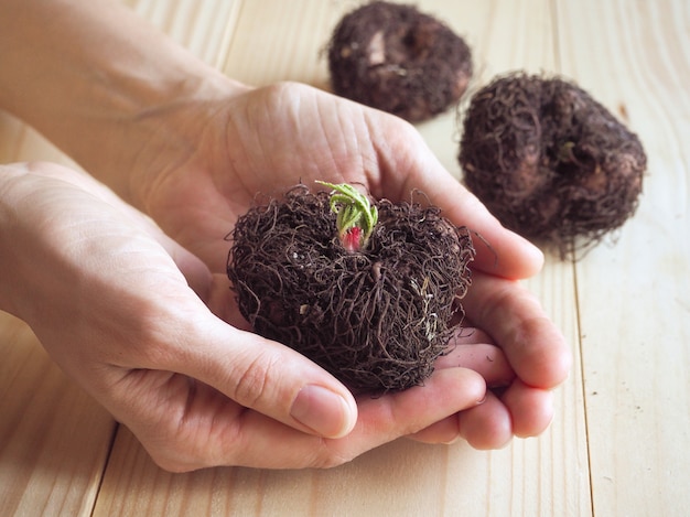 Germogli su tuberi in primavera