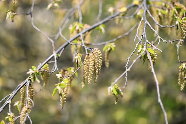 Germogli su un albero di fioritura della foresta