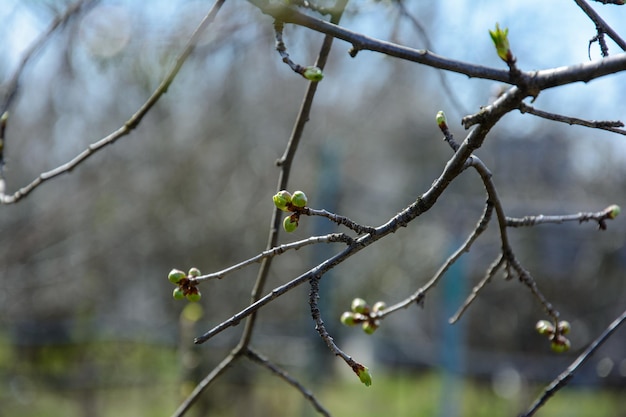 Germogli su un ramo di un albero in primavera Sfondo di primavera Giovani germogli di un albero Primavera Parco di primavera