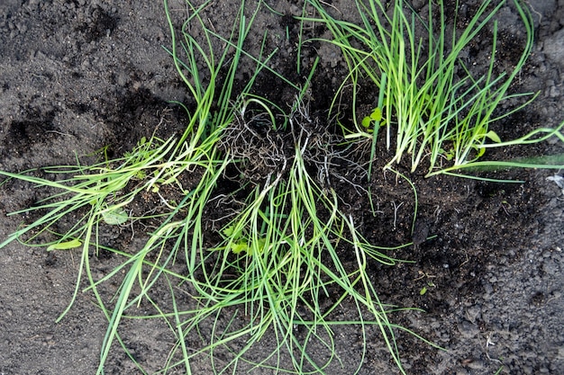 Germogli verdi con radici preparate per il trapianto nel terreno Piantare piante Lavori stagionali in giardino