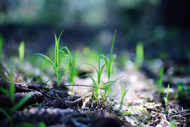 germogli verdi di erba giovane sfondo di primavera