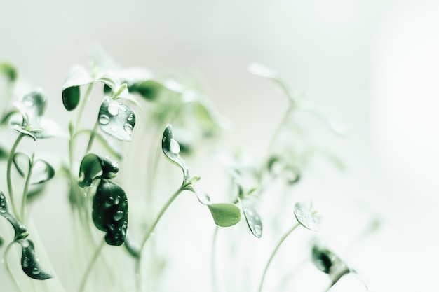 Germogli verdi di giovane vegetazione macro shooting