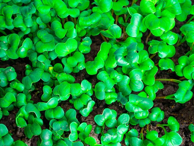 Germogli verdi di verdure di ravanello nel terreno