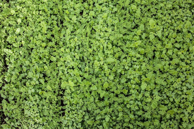 Germogli verdi di verdure nei letti della serra. Sfondo di piantine verdi.