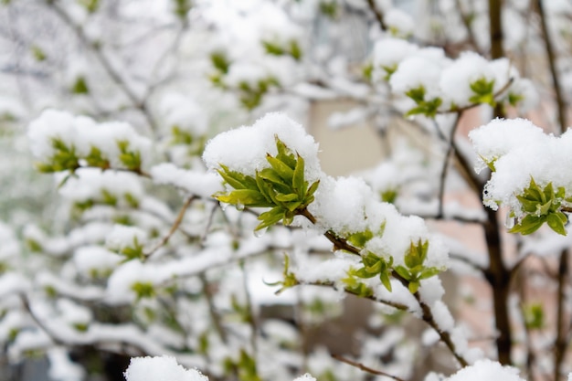 Germogli verdi nella neve