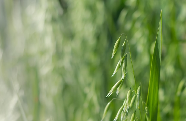 Germogli verdi raccolto di avena mangiare sano Messa a fuoco selettiva Spazio di copia