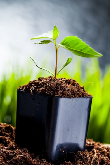 Germogli verdi sono spuntati nel terreno