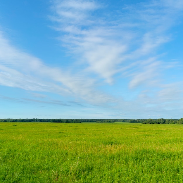 Germogli verdi sul campo agricolo.