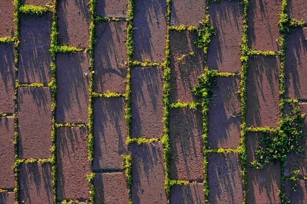 Germogliare erba giovane verde attraverso vecchie pietre per lastricati di cuciture