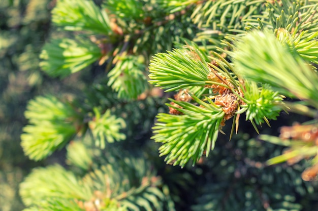 Germoglio aperto dell'albero verde attillato con il fondo fresco della natura degli aghi