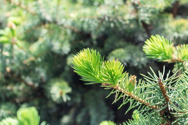 Germoglio aperto dell'albero verde attillato con la natura fresca degli aghi