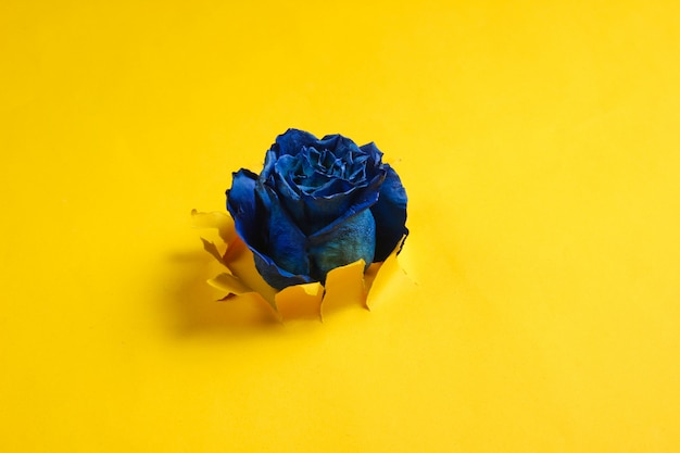 Germoglio blu di una rosa secca isolata su colore giallo