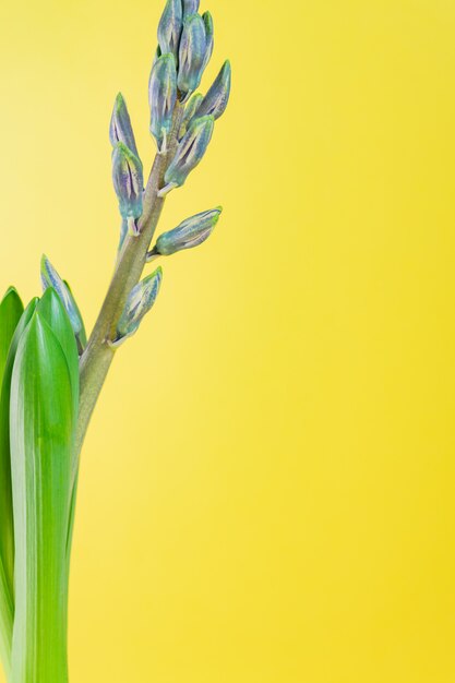 Germoglio chiuso del fiore blu del giacinto su fondo giallo