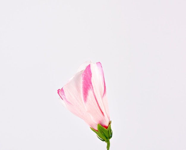 Germoglio chiuso dell'ibisco bianco rosa su un fondo bianco