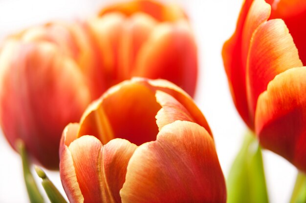 Germoglio dei tulipani rossi e gialli in mazzo